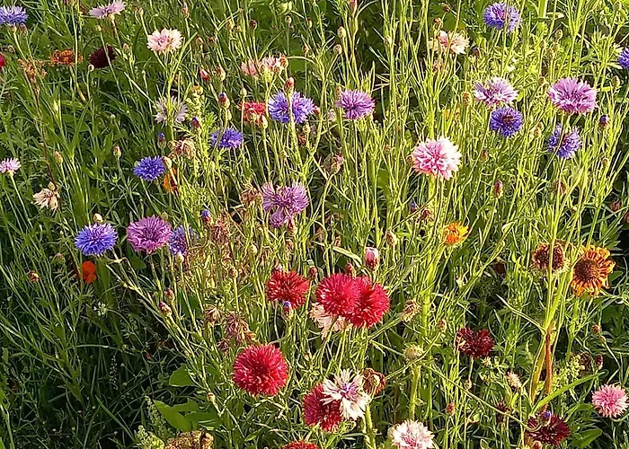 Σπίτι διακοπών Tiny In Oirschot Next To Forest *